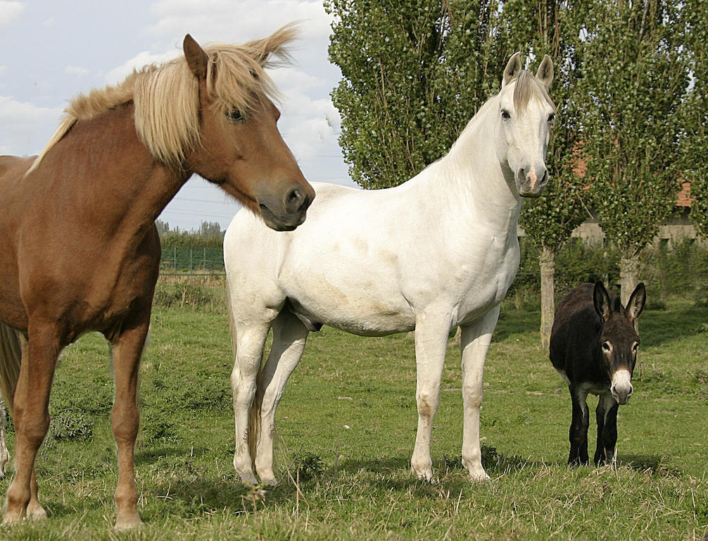 فيلا Gite De La Ferme Des Crins Blancs آزبروك الغرفة الصورة