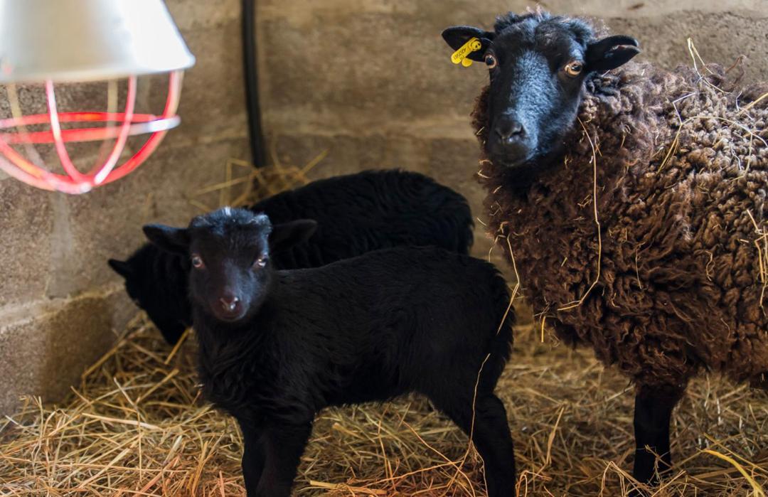 فيلا Gite De La Ferme Des Crins Blancs آزبروك المظهر الخارجي الصورة